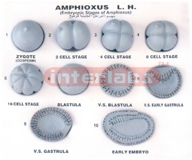 HUMAN EARLY EMBRYONIC DEVELOPMENT MODELS SET